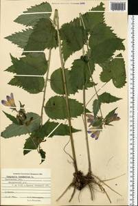 Campanula trachelium L., Eastern Europe, Central forest-and-steppe region (E6) (Russia)