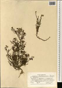 Senecio krascheninnikovii Schischk., South Asia, South Asia (Asia outside ex-Soviet states and Mongolia) (ASIA) (Afghanistan)