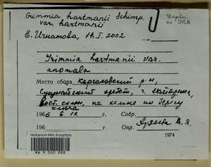 Grimmia hartmanii Schimp., Bryophytes, Bryophytes - Russian Far East (excl. Chukotka & Kamchatka) (B20) (Russia)