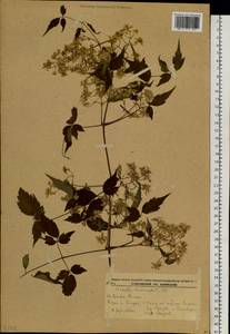 Clematis brevicaudata DC., Siberia, Russian Far East (S6) (Russia)