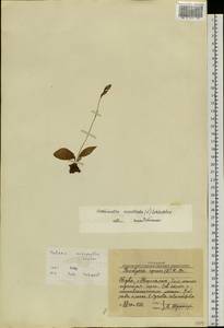 Hemipilia cucullata (L.) Y.Tang, H.Peng & T.Yukawa, Siberia, Altai & Sayany Mountains (S2) (Russia)