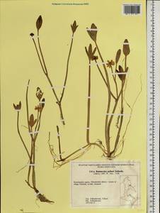 Coptidium pallasii (Schltdl.) A. & D. Löve, Siberia, Chukotka & Kamchatka (S7) (Russia)