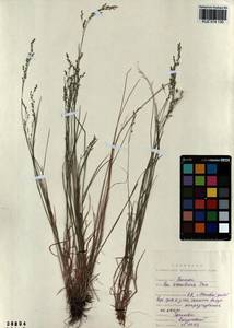 Poa urssulensis Trin., Siberia, Altai & Sayany Mountains (S2) (Russia)