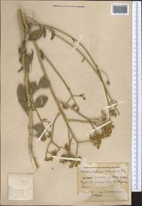 Haplophyllum robustum Bunge, Middle Asia, Syr-Darian deserts & Kyzylkum (M7)