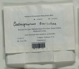 Dilutineuron brevisetum (Lindb.) Bedn.-Ochyra, Sawicki, Ochyra, Szczecińska & Plášek, Bryophytes, Bryophytes - Russian Far East (excl. Chukotka & Kamchatka) (B20) (Russia)