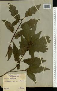 Quercus laurifolia Michx., Eastern Europe, South Ukrainian region (E12) (Ukraine)