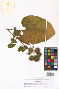 Arctium lappa L., Eastern Europe, Moscow region (E4a) (Russia)