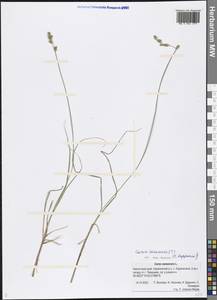 Carex canescens L., Siberia, Chukotka & Kamchatka (S7) (Russia)