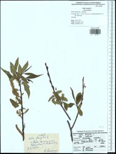 Salix fragilis L., Eastern Europe, Central region (E4) (Russia)