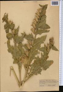 Hyoscyamus niger L., Middle Asia, Kopet Dag, Badkhyz, Small & Great Balkhan (M1) (Turkmenistan)