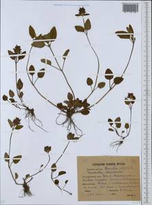 Prunella vulgaris L., Eastern Europe, Eastern region (E10) (Russia)