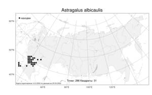 Astragalus albicaulis DC., Atlas of the Russian Flora (FLORUS) (Russia)
