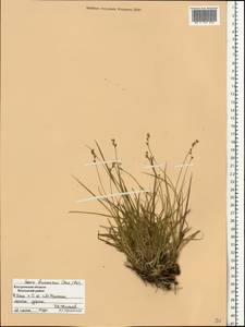 Carex brunnescens (Pers.) Poir., Eastern Europe, Central forest region (E5) (Russia)