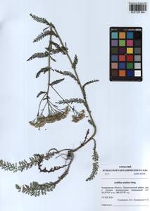 Achillea asiatica Serg., Siberia, Altai & Sayany Mountains (S2) (Russia)