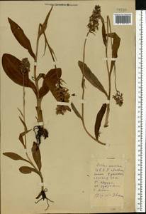 Dactylorhiza maculata (L.) Soó, Eastern Europe, Belarus (E3a) (Belarus)
