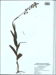 Epipactis palustris (L.) Crantz, Eastern Europe, Central region (E4) (Russia)