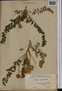 Astragalus dasyanthus Pall., Western Europe (EUR) (Serbia)