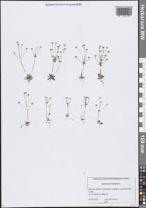 Androsace elongata L., Eastern Europe, Moscow region (E4a) (Russia)