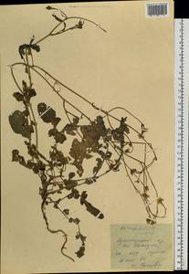 Hirschfeldia incana (L.) Lagr.-Foss., Siberia, Russian Far East (S6) (Russia)