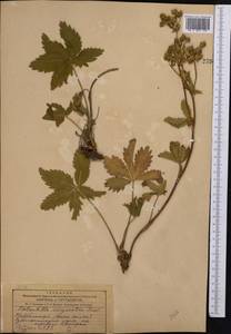 Potentilla chrysantha, Middle Asia, Dzungarian Alatau & Tarbagatai (M5) (Kazakhstan)