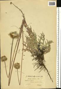 Jurinea cretacea Bunge, Eastern Europe, Lower Volga region (E9) (Russia)