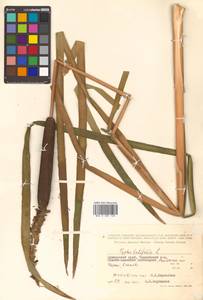 Typha latifolia L., Siberia, Russian Far East (S6) (Russia)