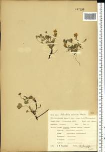 Potentilla cinerea subsp. incana (G.Gaertn., B.Mey. & Scherb.) Asch., Eastern Europe, Central forest-and-steppe region (E6) (Russia)