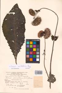 Cirsium waldsteinii Rouy, Eastern Europe, West Ukrainian region (E13) (Ukraine)