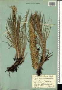 Asphodeline taurica (Pall. ex M.Bieb.) Endl., Crimea (KRYM) (Russia)