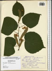 Tilia platyphyllos Scop., Eastern Europe, Central region (E4) (Russia)