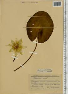 Nymphaea ×borealis E. G. Camus, Eastern Europe, Volga-Kama region (E7) (Russia)