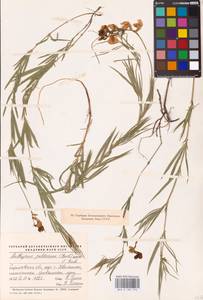 Lathyrus pallescens (M.Bieb.) K.Koch, Eastern Europe, Lower Volga region (E9) (Russia)