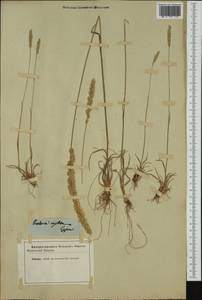 Koeleria macrantha (Ledeb.) Schult., Western Europe (EUR) (Not classified)