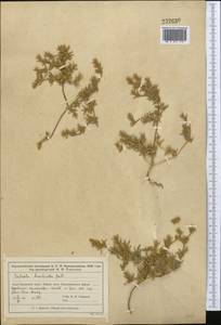 Pyankovia brachiata (Pall.) Akhani & Roalson, Middle Asia, Muyunkumy, Balkhash & Betpak-Dala (M9) (Kazakhstan)