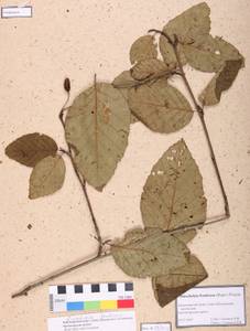 Alnus alnobetula subsp. fruticosa (Rupr.) Raus, Siberia, Altai & Sayany Mountains (S2) (Russia)