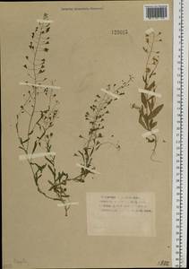 Capsella bursa-pastoris (L.) Medik., Siberia (no precise locality) (S0) (Russia)