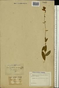 Digitalis grandiflora Mill., Eastern Europe, North Ukrainian region (E11) (Ukraine)