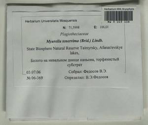 Myurella tenerrima (Brid.) Lindb., Bryophytes, Bryophytes - Krasnoyarsk Krai, Tyva & Khakassia (B17) (Russia)