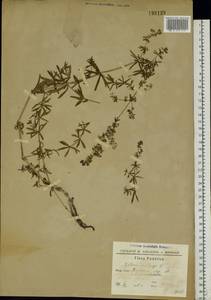 Galium mollugo L., Eastern Europe, South Ukrainian region (E12) (Ukraine)