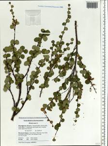 Betula nana L., Eastern Europe, Northern region (E1) (Russia)