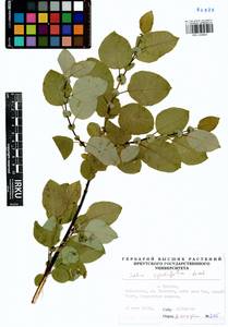 Salix pyrolifolia Ledeb., Siberia, Baikal & Transbaikal region (S4) (Russia)
