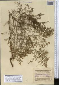 Limonium otolepis (Schrenk) Kuntze, Middle Asia, Karakum (M6) (Turkmenistan)