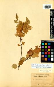 Betula fruticosa Pall., Siberia, Baikal & Transbaikal region (S4) (Russia)