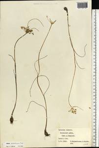 Allium flavum subsp. tauricum (Besser ex Rchb.) K.Richt., Eastern Europe, Central region (E4) (Russia)