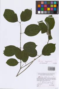 Cornus sanguinea L., Eastern Europe, North-Western region (E2) (Russia)