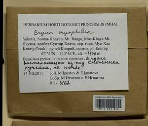 Ptychostomum cryophilum (Mårtensson) J.R. Spence, Bryophytes, Bryophytes - Yakutia (B19) (Russia)