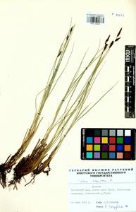 Carex cespitosa L., Siberia, Baikal & Transbaikal region (S4) (Russia)