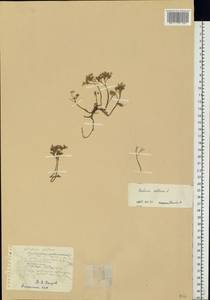 Sedum album L., Eastern Europe, Estonia (E2c) (Estonia)