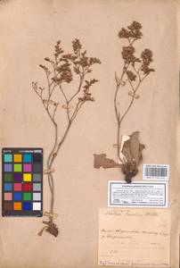 Limonium gmelini (Willd.) Kuntze, Eastern Europe, Middle Volga region (E8) (Russia)