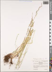 Festuca rubra L., Eastern Europe, Middle Volga region (E8) (Russia)